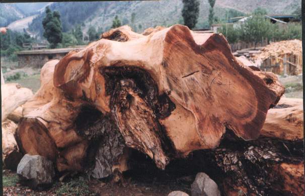Crotch Himalayan Walnut