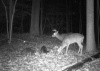 Trail Cam